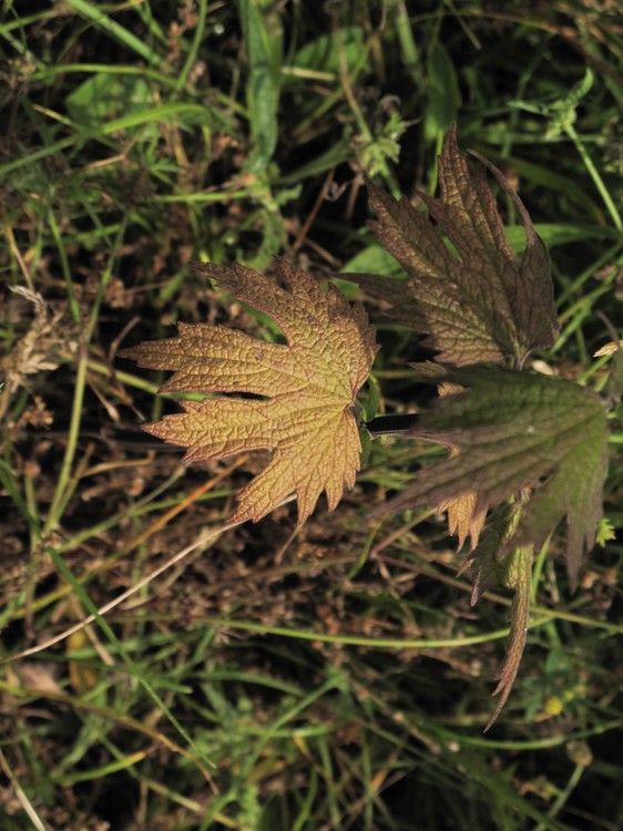 Leonurus cardiaca